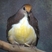 Cinnamon Ground-Dove